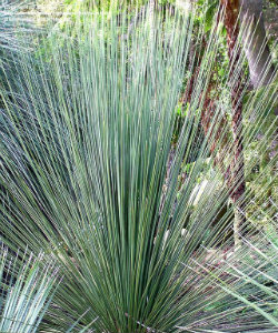 Xanthorrhoea grass like plant